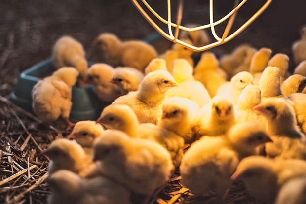 poultry_lighting