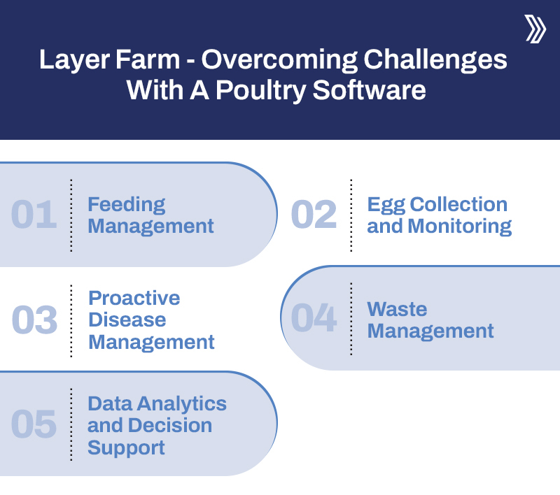 Layer farm