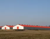 poultry_farm