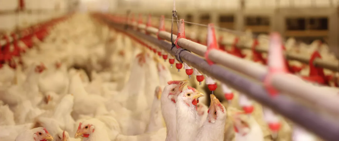 poultry_farm