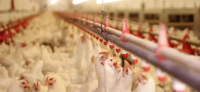 poultry_farm