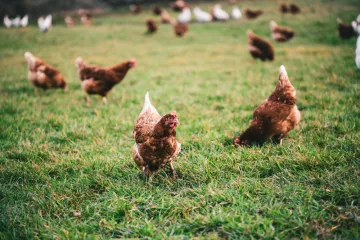 chicken_farm