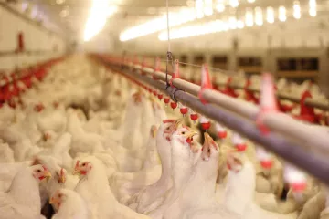 poultry_farm