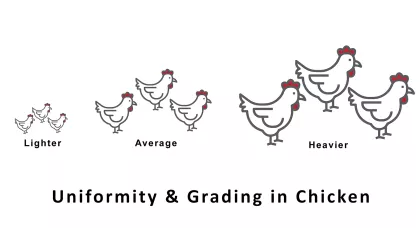 flock_uniformity