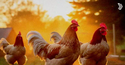 Flocks health.jpg