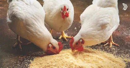 chick grit.jpg