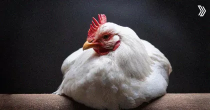 Comprehensive Treatment Strategies for Lameness in Poultry.jpg