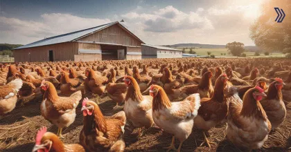Advantages of poultry farming
