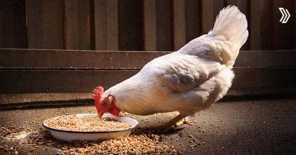 Improve Feed Conversion Ratio in Poultry