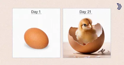 Automating Hatch Schedules with Poultry ERP Systems.jpg