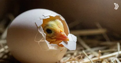 Hatchery Management Practices in Poultry Your Blueprint for Success