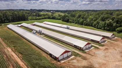 Why Global Poultry Companies Are Investing in ERP Before Expanding