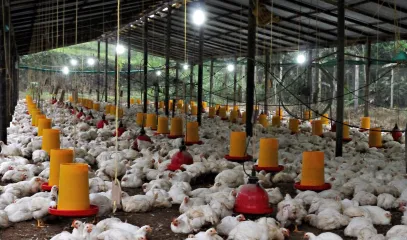 cloud based erp vs manual poultry premise software which is better | Livine