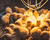 poultry_lighting