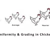 flock_uniformity