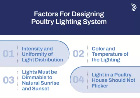 Importance of Poultry Lighting System