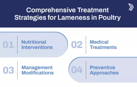 Comprehensive Treatment Strategies for Lameness in Poultry2.jpg