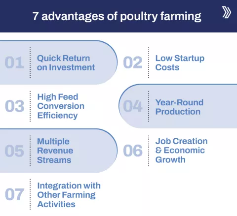 7 advantages of poultry farming.jpg