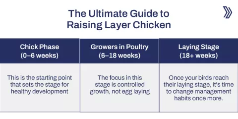 The Ultimate Guide to Raising Layer Chicken.jpg