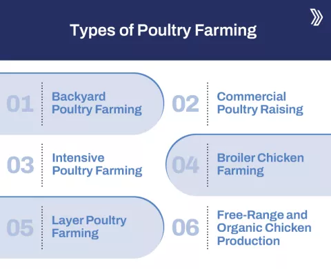 How Different Poultry Farming Types Impact Efficiency and Investment