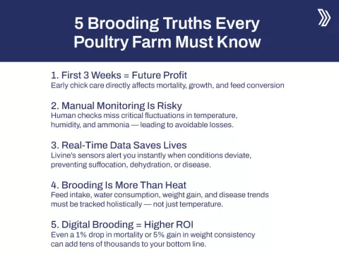 5 Brooding Truths Every Poultry Farm Must Know.jpg