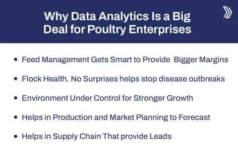 Why Data Analytics Is a Big Deal for Poultry Enterprises 2.jpg