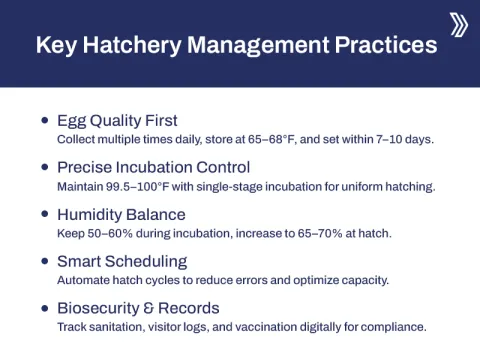 Hatchery Management Practices in Poultry Your Blueprint for Success2.jpg