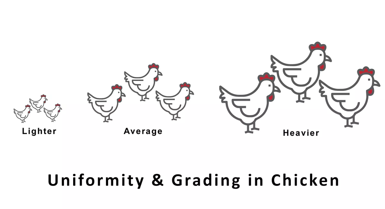 Flock Uniformity & its Importance Livine