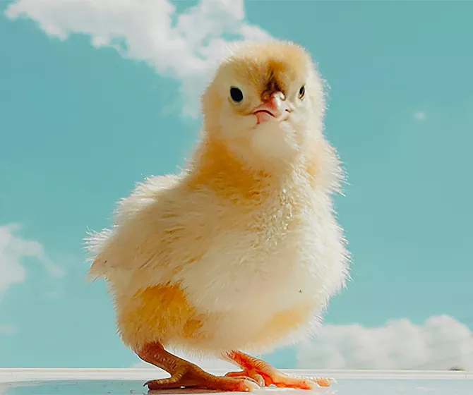 hatchery chick
