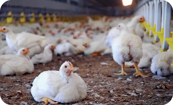 Broiler management software.png