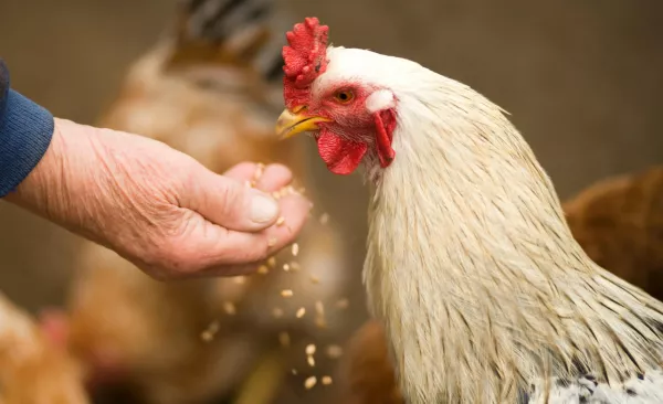 Feeding_hen