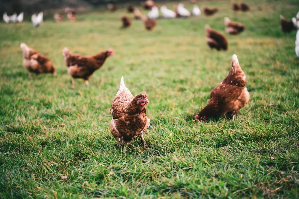 chicken_farm