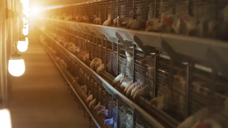 flock_grading