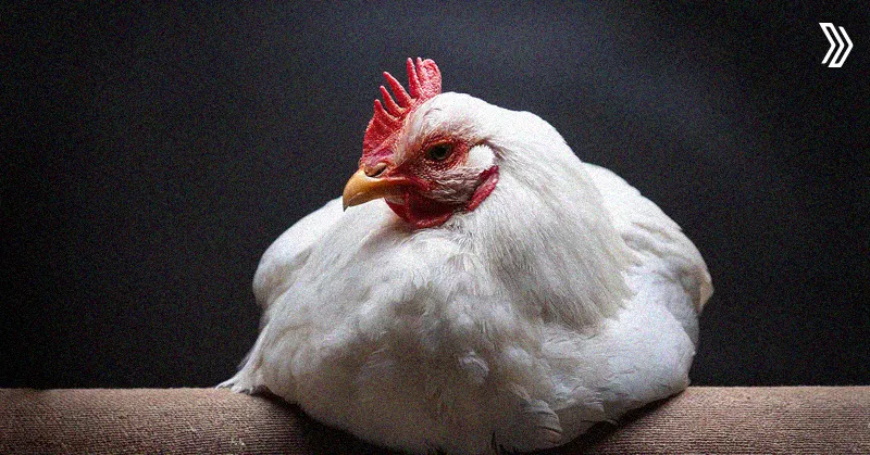 Comprehensive Treatment Strategies for Lameness in Poultry.jpg