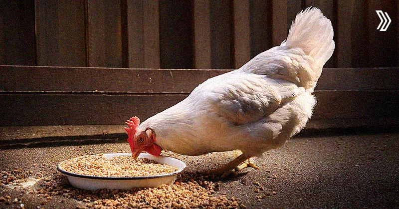 Improve Feed Conversion Ratio in Poultry