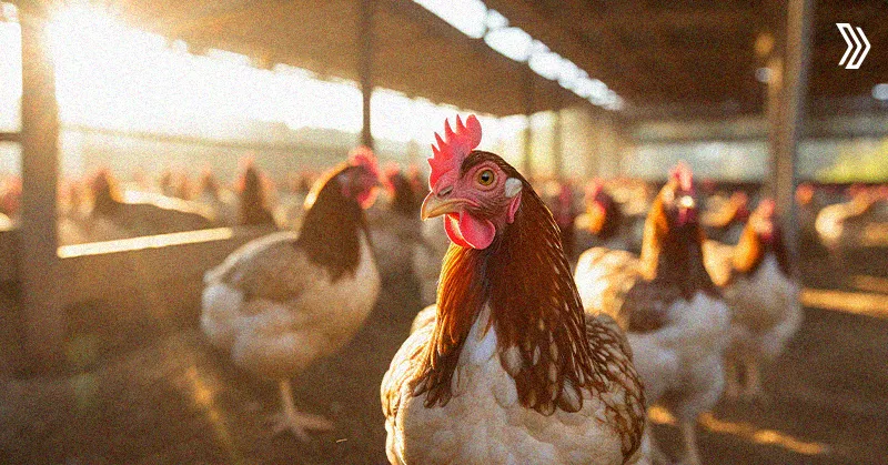 Hidden Costs of Common Poultry Challenges.jpg