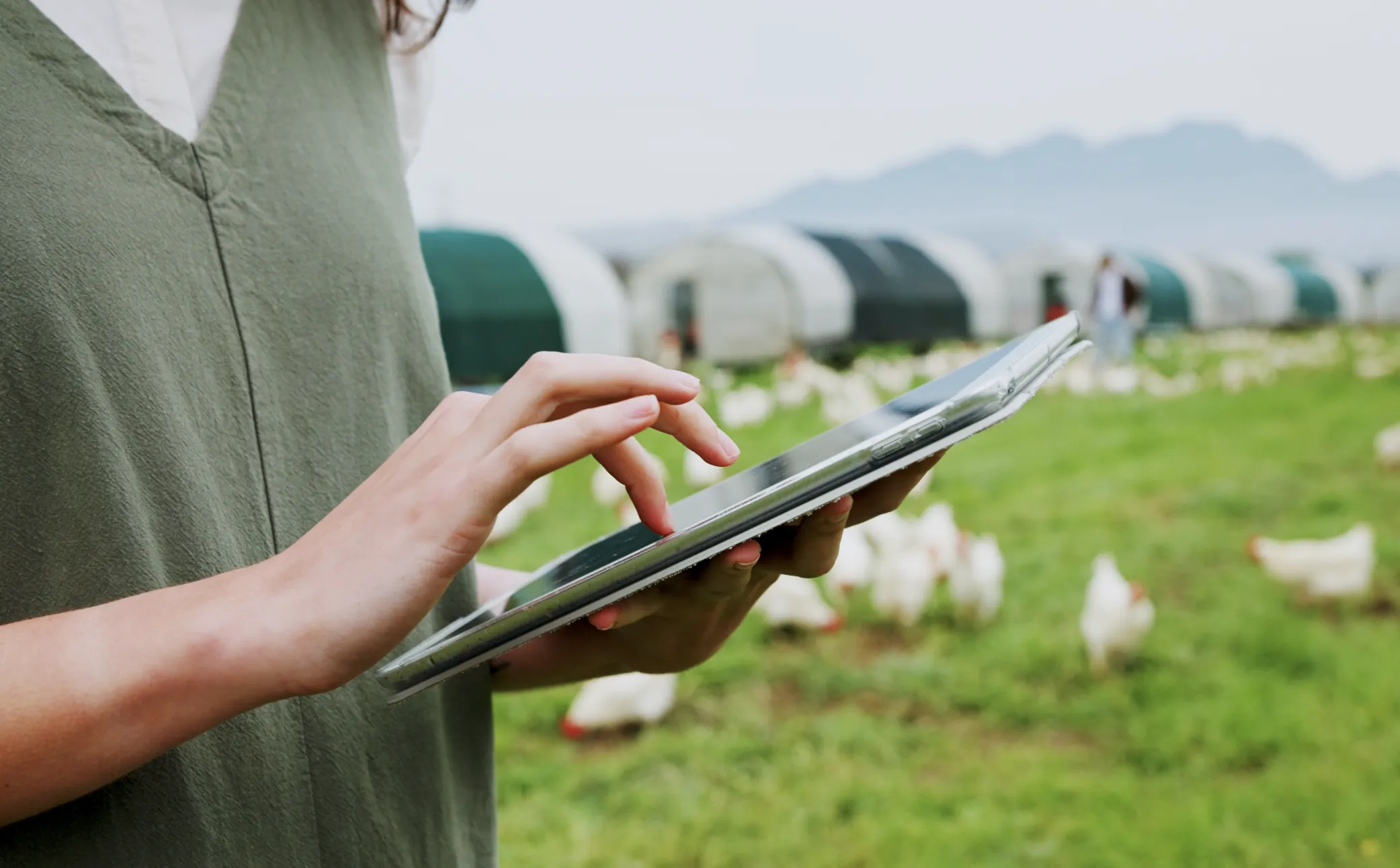 Why Poultry Owners Cannot Identify Daily Profit Even When Sales Look Good