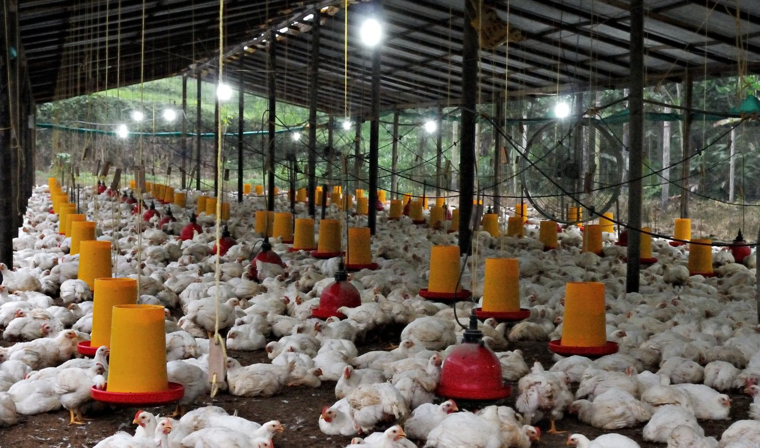 cloud based erp vs manual poultry premise software which is better | Livine