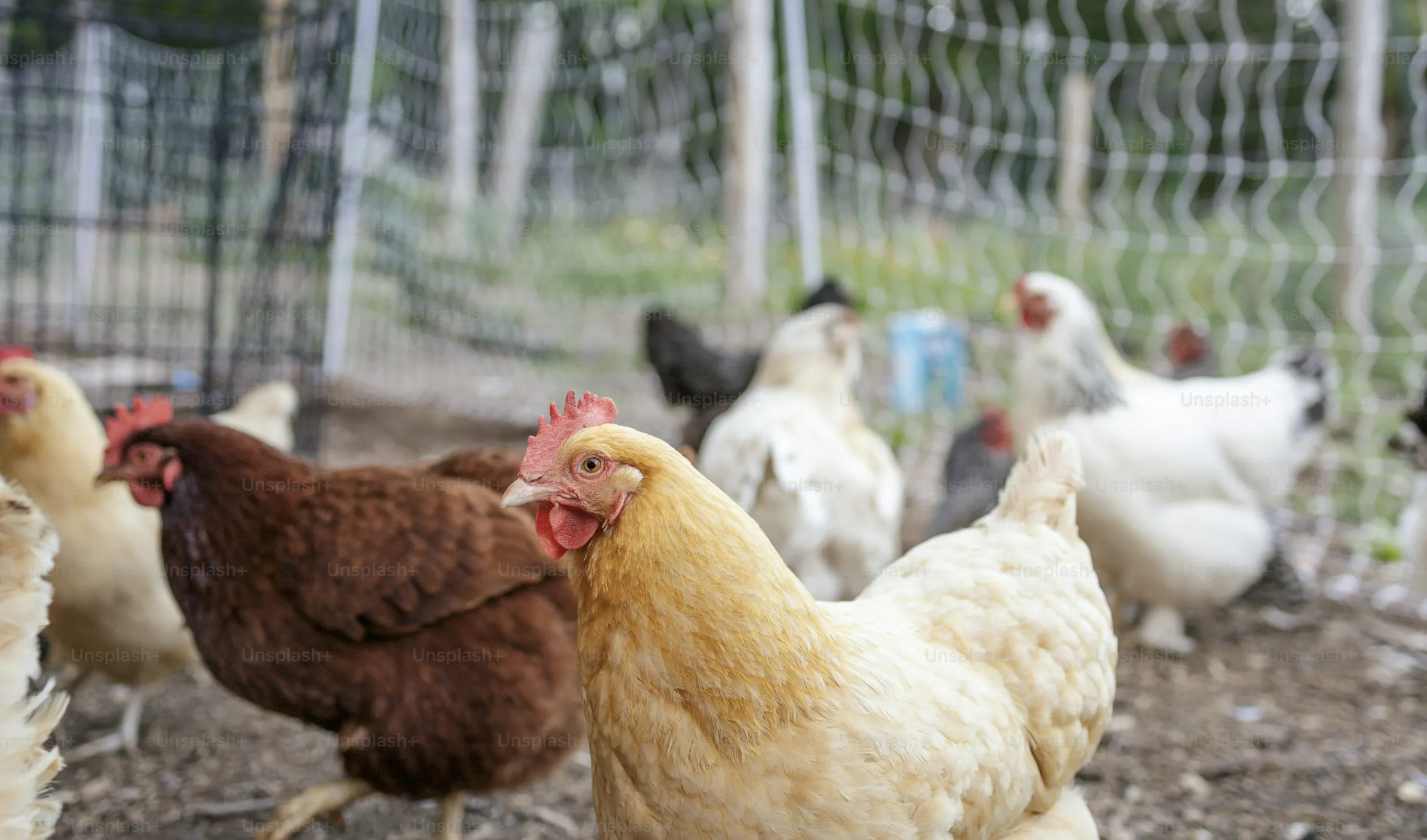 Poultry Business